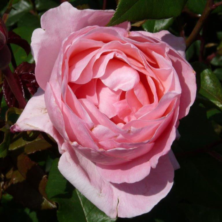 Rose Queen Elisabeth - Willemse