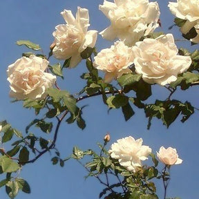 Kletterrosen - Kletterrose Madame Alfred Carrière - Rosa grimpant mme alfred carrière