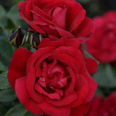Strauchrose Shalom ®