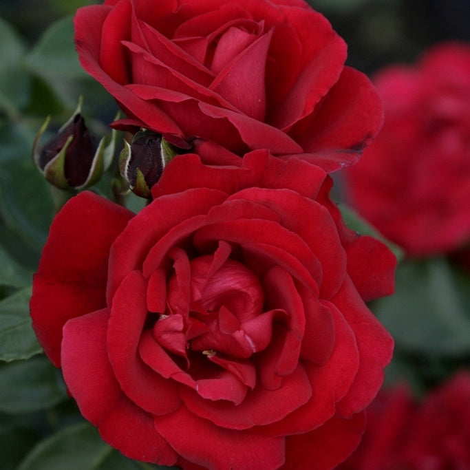 Strauchrose Shalom ®
