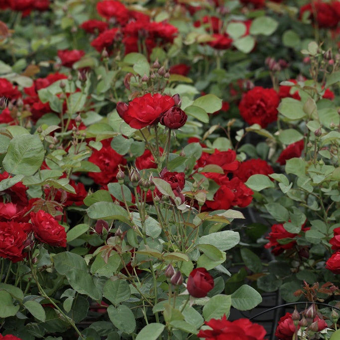 Rosenstrauch Lili Marleen - Willemse