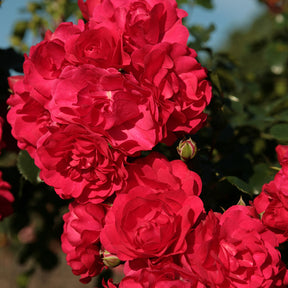 Rose Toscana® - Rosa Toscana ® - Willemse