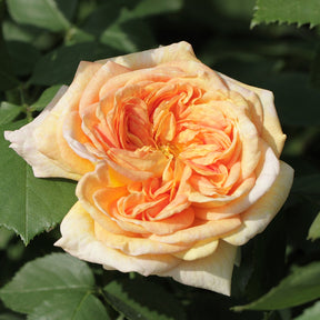 Kletterrose 'Alchymist' - Willemse