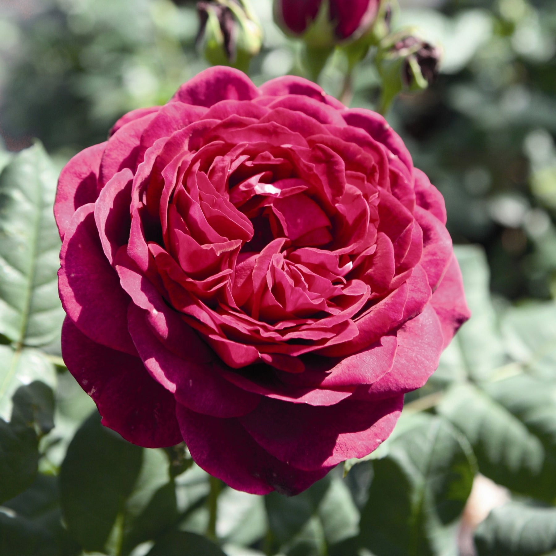 Rosenstrauch Astrid Gräfin von Hardenberg ® - Willemse