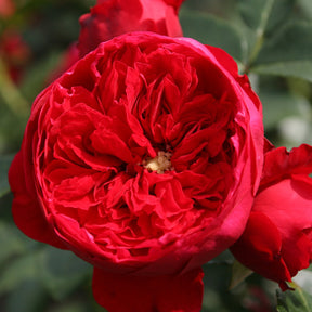 Kletterrose Florentina ® - Rosa Florentina ® - Willemse