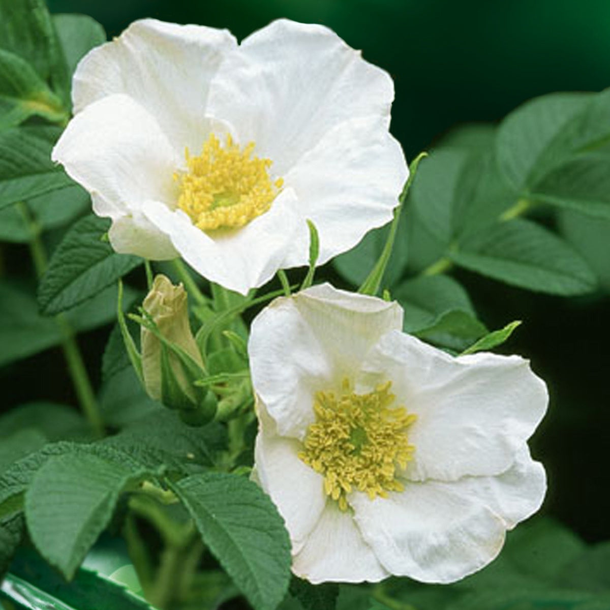 Rosa rugosa alba - Weiße Apfelrose Alba - Rosen