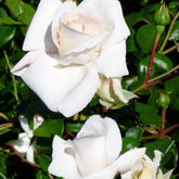 Kletterrose ‘White New Dawn’ - Willemse