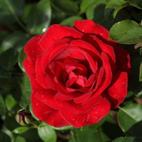 Rosa santana ® - Kletterrose Rosa 'Santana' rot - Kletterrosen