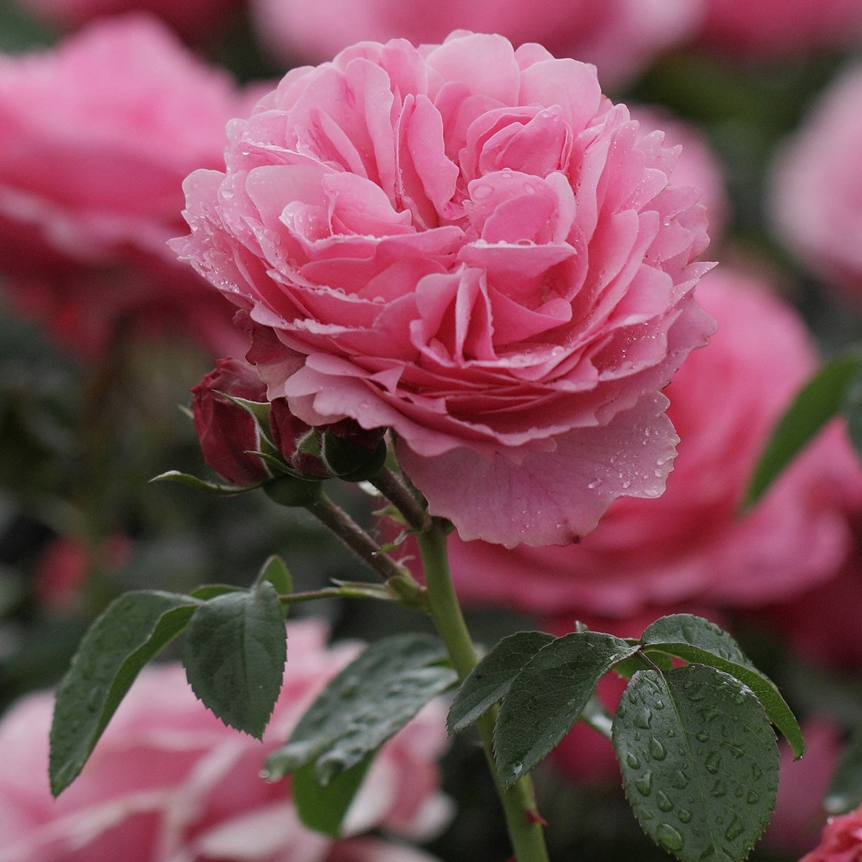 Rosen - Nackte Wurzeln - Rose 'Leonardo da Vinci' - Rosa floribunda Leonardo Da vinci ® Meideauri