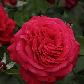 Edelrose ‚Dame de Coeur‘ - Rosa dame de cœur, rosa queen of hearts, rosa herz-dame - Pflanzensorten