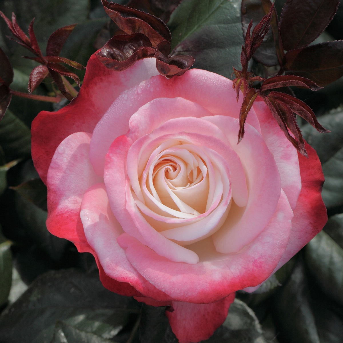 Edelrose 'Nostalgie' - Rosa nostalgie ® - Großblumige Rosen