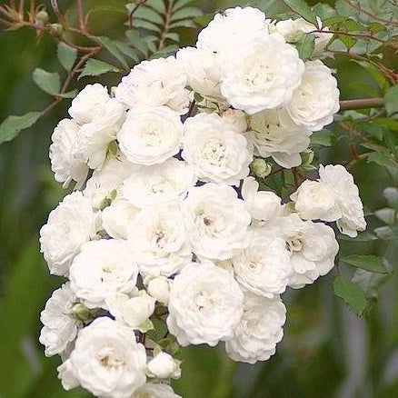 Bodendeckerrose 'Crystal Fairy' - Rosa crystal fairy ® - Bodendeckende Rosen