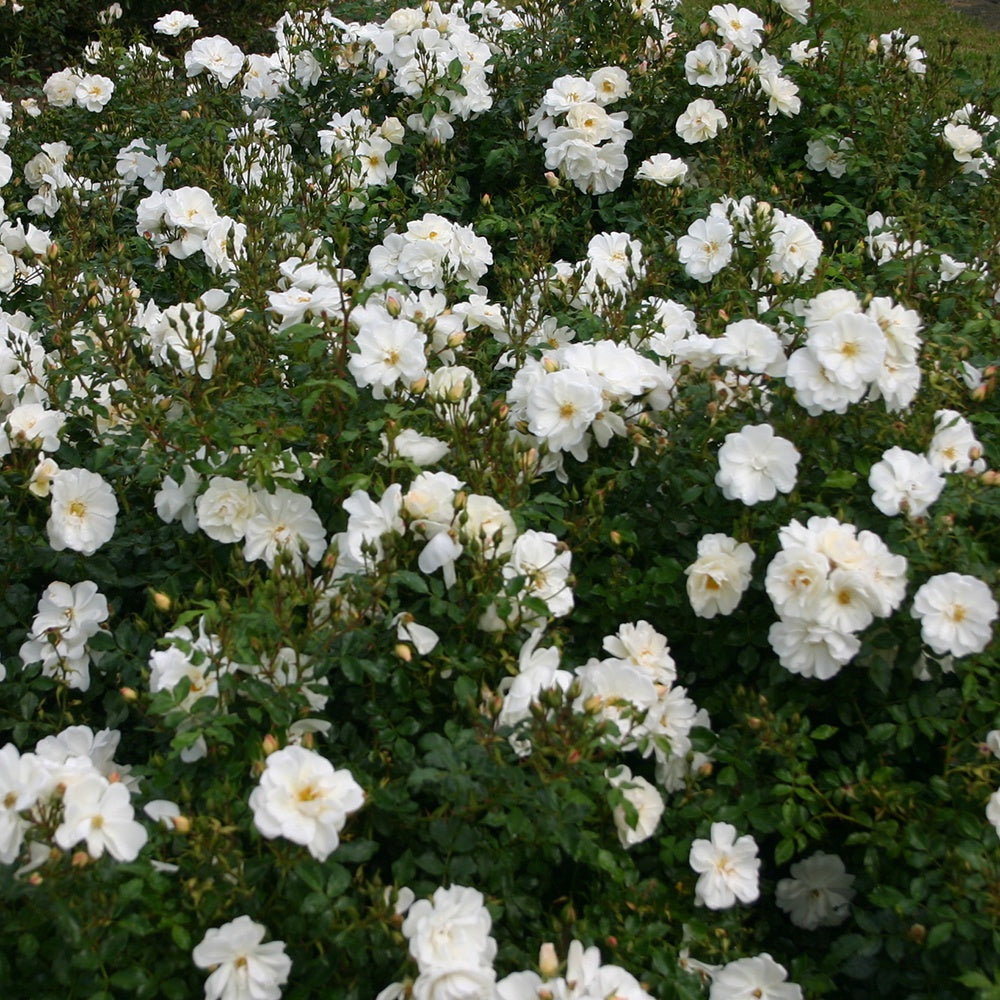 Bodendeckerrose 'Diamant' - Rosa Diamant ® - Bodendeckende Rosen