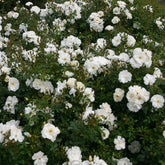 Bodendeckerrose 'Diamant' - Rosa Diamant ® - Bodendeckende Rosen