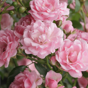 Verkauf Rose Rosa 'The Fairy'® - Rosa polyantha 'The Fairy'