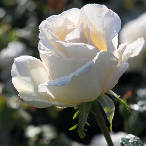 Rose 'Kristall' - Rosa kristall - Rosen