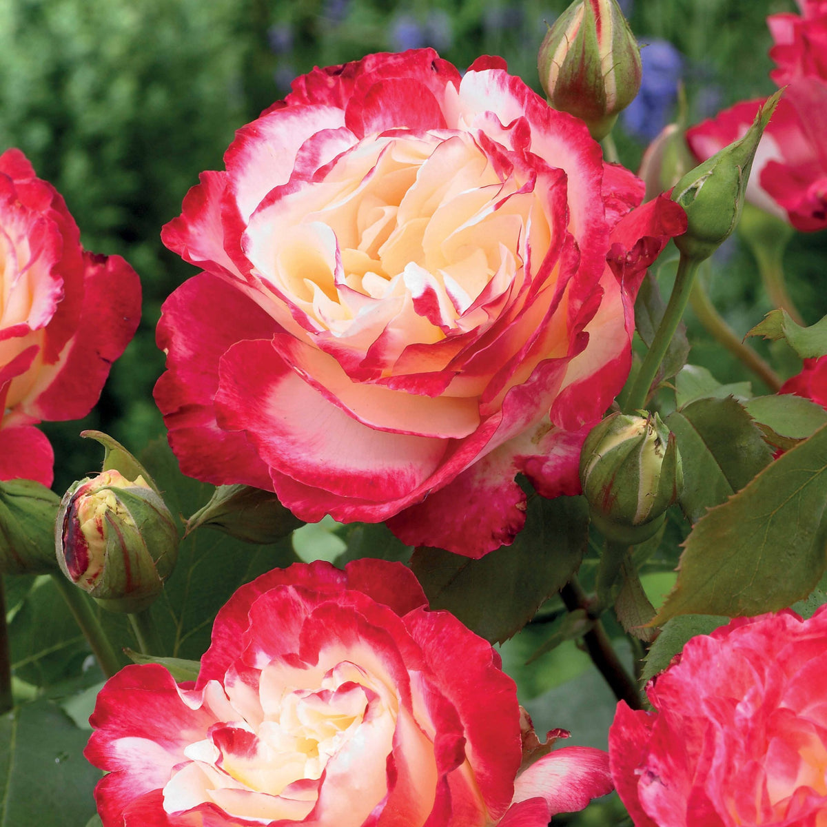 Rosen - Strauchrose Double Delight - Rosa Double Delight