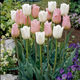 Tulpen 'Sweet Candy' Mischung (x10) - Willemse