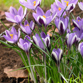 Krokusse Spring Beauty (x10) - Willemse