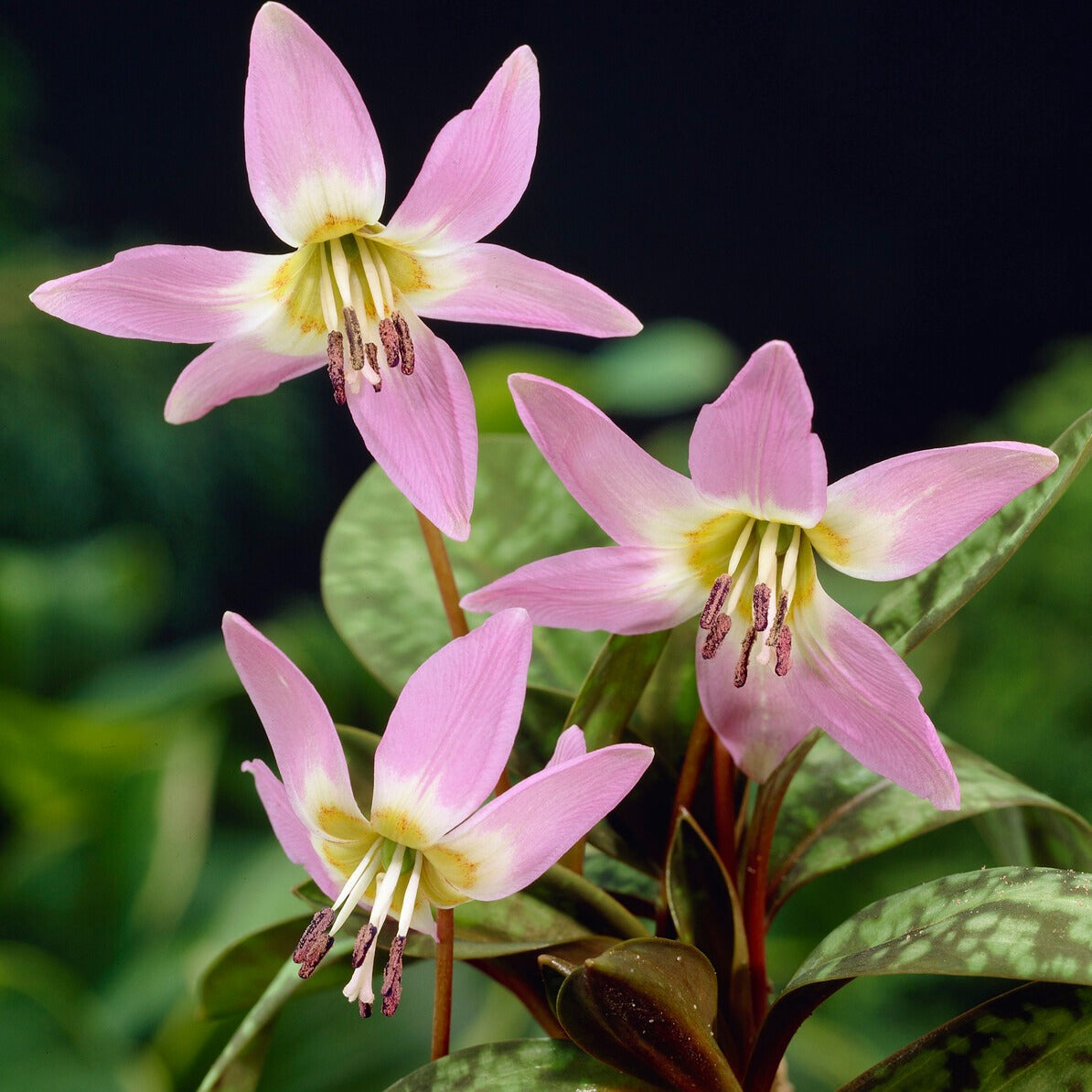 Hundszahn-Lilie 'Purple King' - Willemse