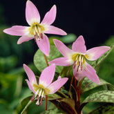 Hundszahn-Lilie 'Purple King' - Willemse
