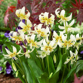 Hundszahn-Lilie 'White Beauty' - Willemse