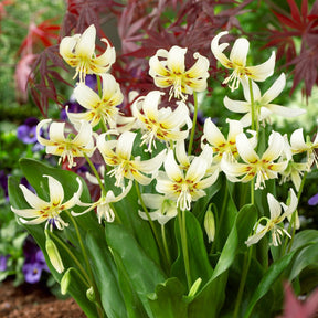 Hundszahn-Lilie 'White Beauty' - Willemse