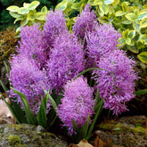 Schopfige Traubenhyazinthe 'Plumosum' (x10) - Willemse