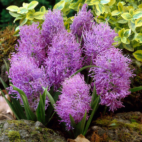 Schopfige Traubenhyazinthe 'Plumosum' (x10) - Willemse