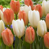 Tulpen 'Stockholm' Mischung (x10) - Willemse