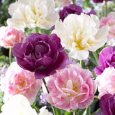 Tulpen 'Sensation' Mischung (x10) - Willemse