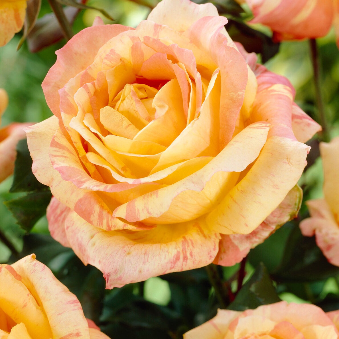 Rose André Willemse - Willemse