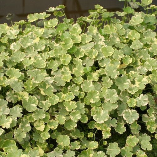 Bunter Wassernabel - Hydrocotyle sibthorpioides 'Variegata' - Willemse