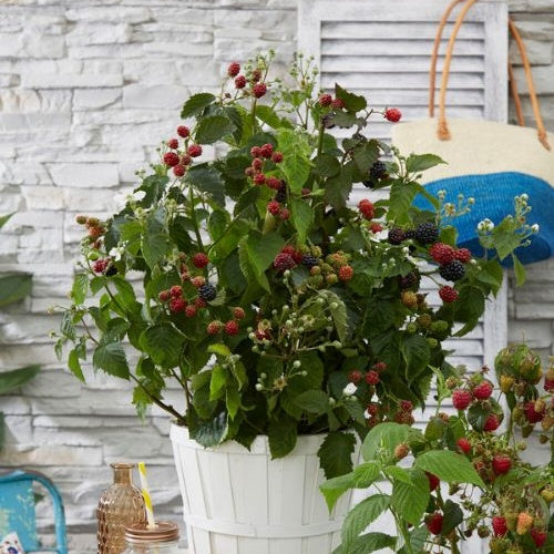 Zwerg-Brombeere Rubus 'Little Black Prince' Schwarz - Bio - Winterhart - Rubus fruticosus 'Little Black Prince'