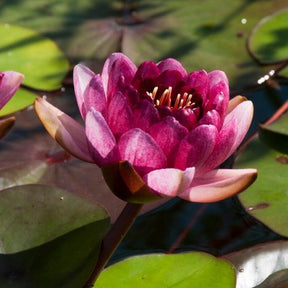 Seerose Perry's Almost Black - Nymphaea 'Perry's Almost Black' - Willemse