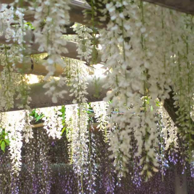 Weißer Blauregen Alba auf Stamm - Wisteria sinensis alba - Willemse