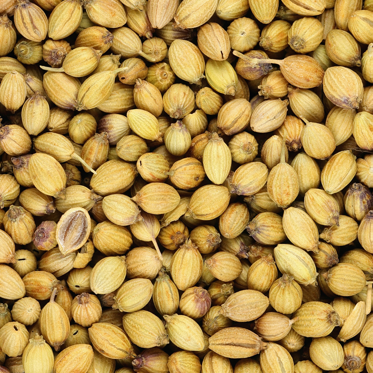 Koriander - Willemse