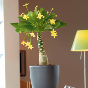 Hawaiipalme - Brighamia insignis kirsten - Willemse