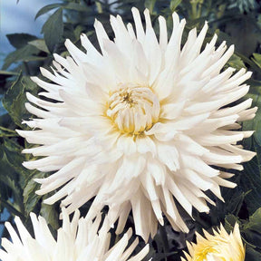 Dahlia White Happiness - Dahlien White Happiness (x3) - Dahlien-Zwiebeln