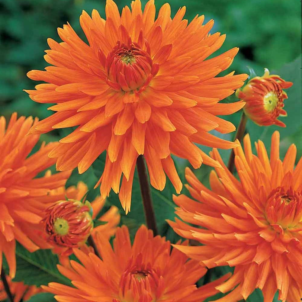 Kaktusdahlien ‘Vrouwe Jacoba’ (x3) - Willemse