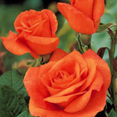 Rosenstrauch Orange Supreme - Willemse