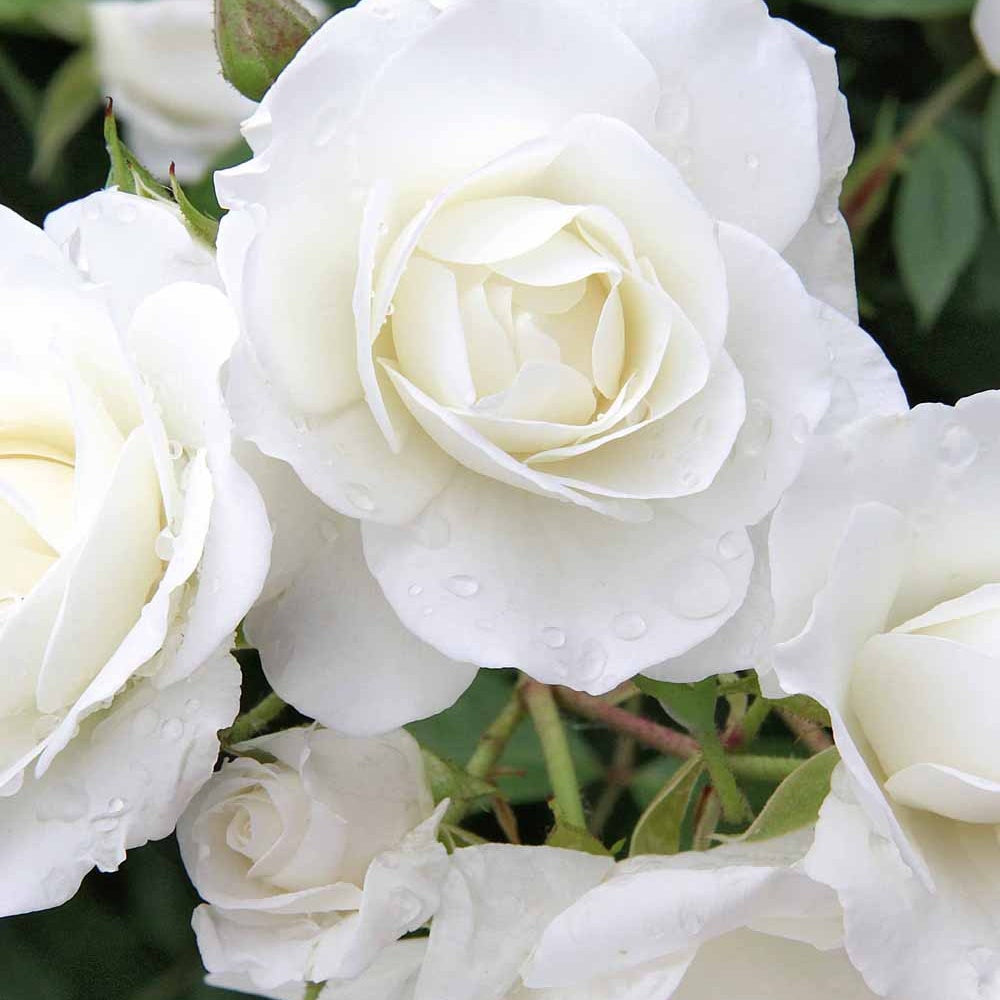 Rosa iceberg - Beetrose Iceberg - Rosen