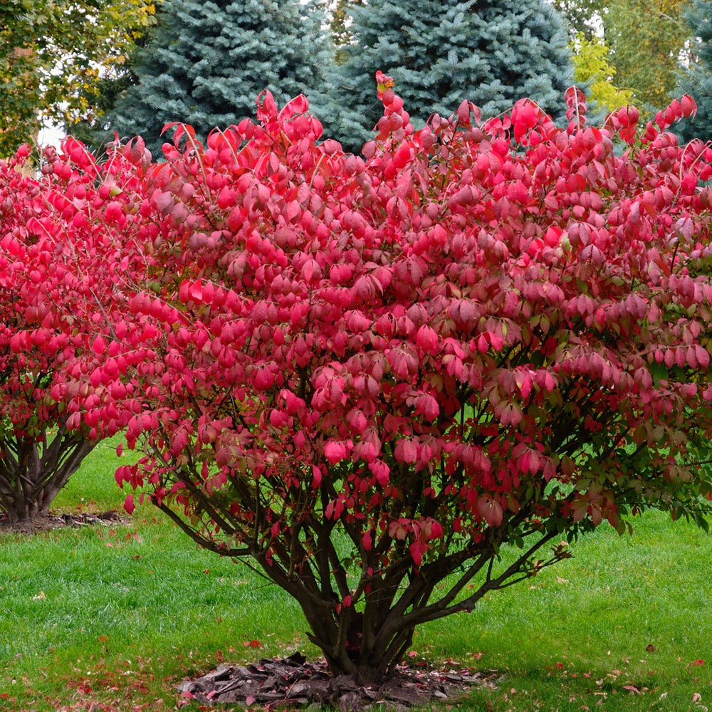 Euonymus alatus - Flügelspindelstrauch - Sträucher
