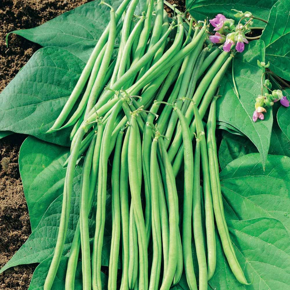 Fadenlose Stangenbohne Mascaret - Willemse