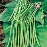 Fadenlose Stangenbohne Mascaret - Willemse