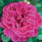 Englische Rose Fish Ausgreen ®. - Willemse