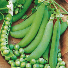 Samen für Hülsenfrüchte - Markerbse 'Petit Provencal' - Pisum sativum petit provençal