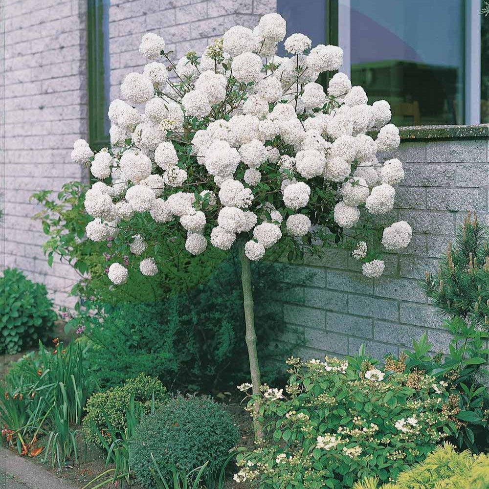 Viburnum eskimo - Schneeball Eskimo auf Stamm - Sträucher