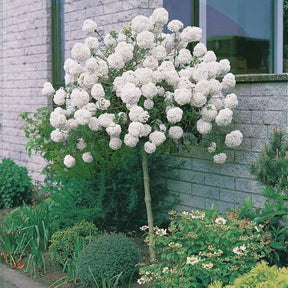 Viburnum eskimo - Schneeball Eskimo auf Stamm - Sträucher