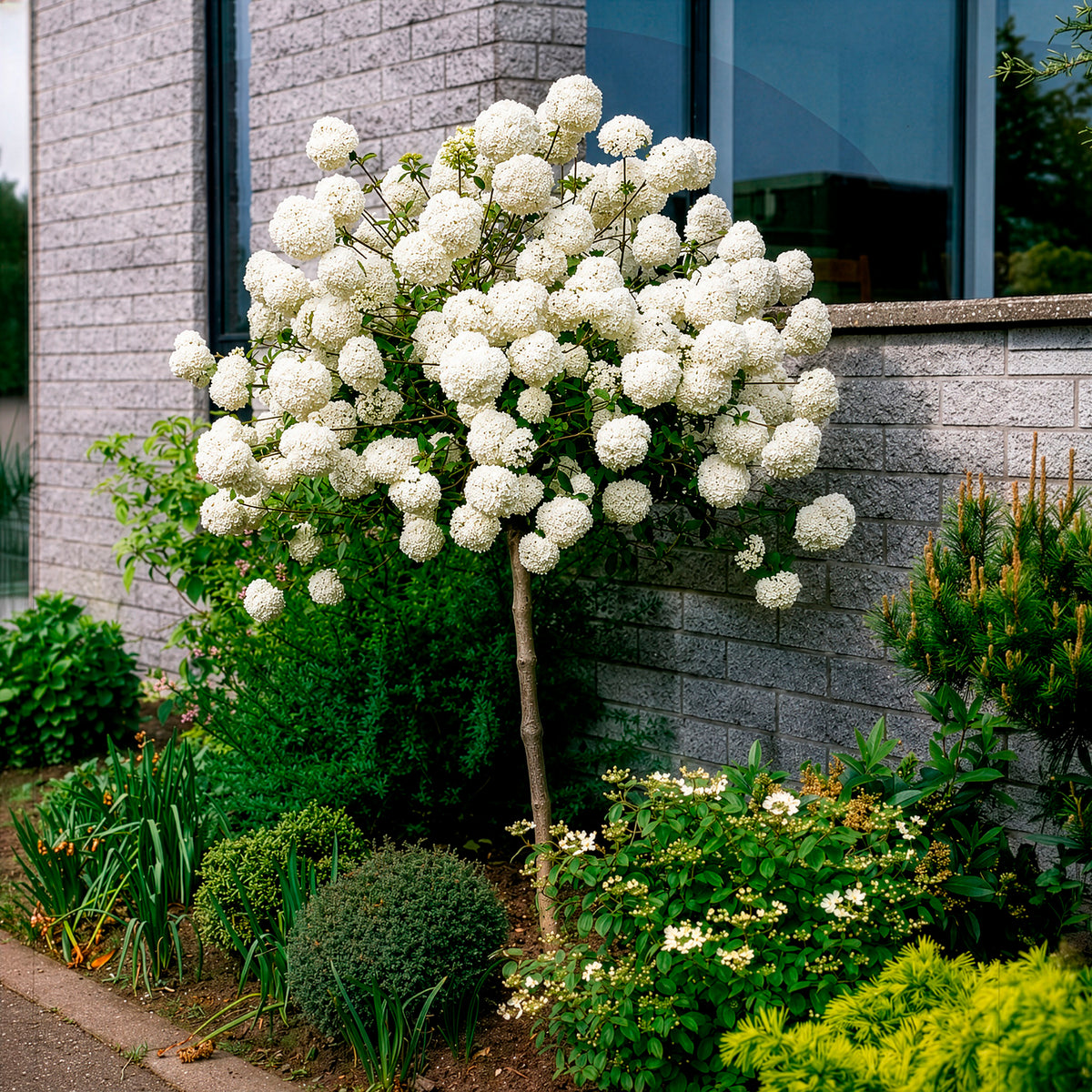 Viburnum eskimo - Schneeball Eskimo auf Stamm - Sträucher